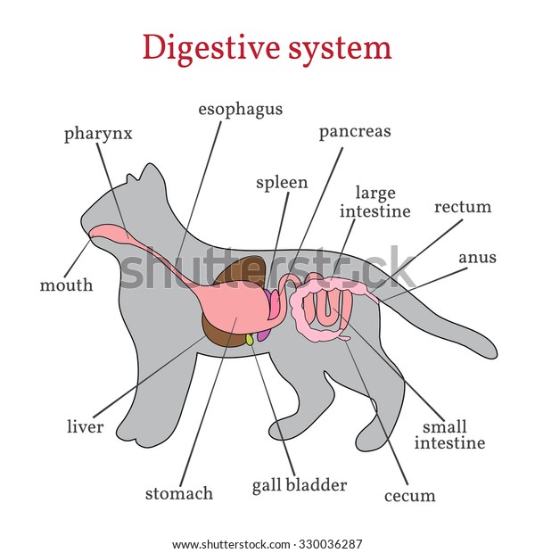 Animal Organ System Digestive System Domestic Stock Vector (Royalty ...