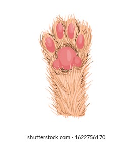 Animal Paw Isolated on White Background Vector Element. Pad with Hidden Claws