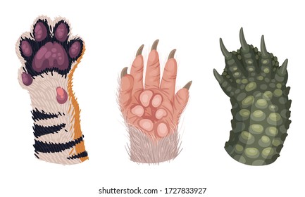 Animal Paws with Claws and Hair Isolated on White Background Vector Set
