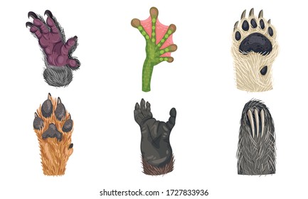 Animal Paws with Claws and Hair Isolated on White Background Vector Set