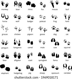 animal paws silhouette illustration eps 10