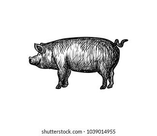 Animal Pig Hand Drawing Symbol Logo Vector