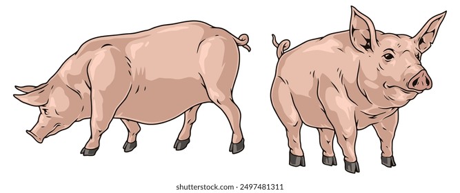 Animal piglet set elements colorful with domestic pig raised on farm for production of meat products vector illustration