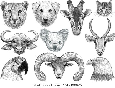 Animal portrait collection illustration, drawing, engraving, ink, line art, vector