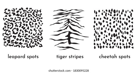 Animal print collection. Leopard spots, cheetah spots and tiger stripes isolated on white. Great as a fashionable texture on textile and fabric. Vector illustration with hand drawn design.