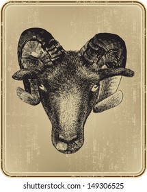 Animal ram hand-drawing. Vector illustration.