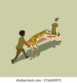 Animal rescue team carrying injured tiger on stretcher, taking it to safety. Wildlife protection.
