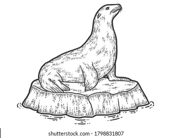 Animal, a sea lion on a block of ice. Sketch scratch board imitation.