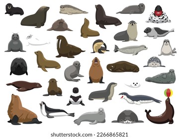 Animal Seal Sea Lion Walrus Characters Cartoon Vector