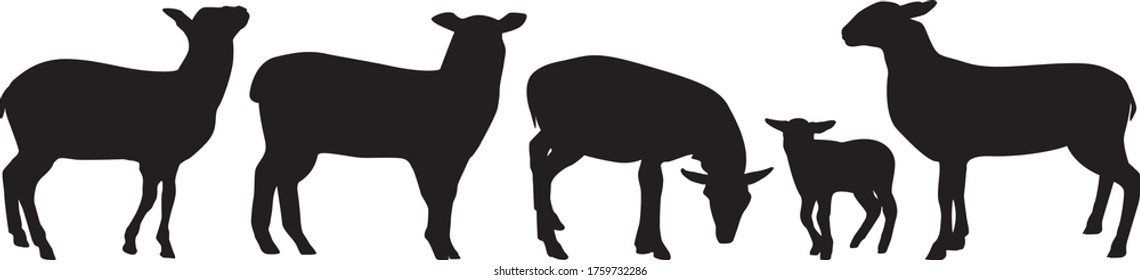 Animal sheep on white background