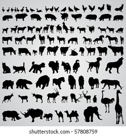 animal silhouette