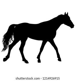 Animal silhouette of black mustang horse illustration