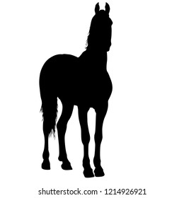 Animal silhouette of black mustang horse illustration