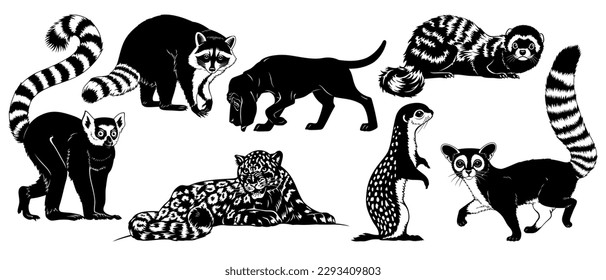 Silhouettes animales aisladas en blanco. Lemur, Raccoon, Hound, Leopard, Ferret Marcado, Ardilla de la Tierra, Gato Ringtail. Escaleras vectoriales.