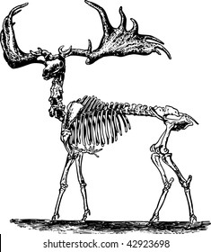 Animal Skeleton Drawing