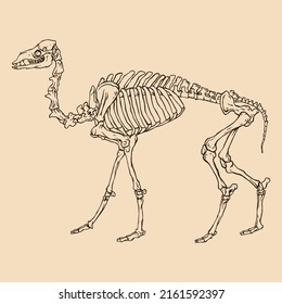 Animal skeleton camel vector illustration