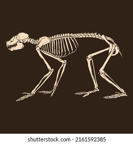 Animal skeleton monkey vector illustration