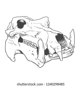Animal skeleton. Tattoo art design. Book illustration.