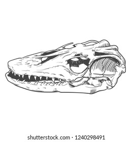 Animal skeleton. Tattoo art design. Book illustration.