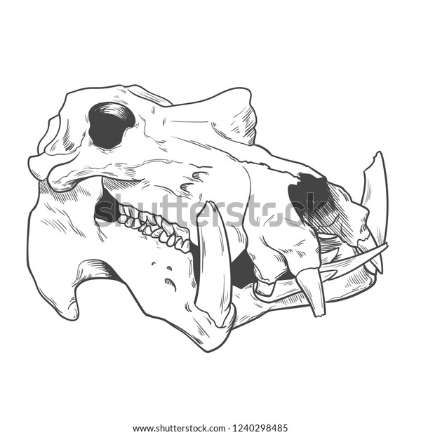 coyote skull tattoo