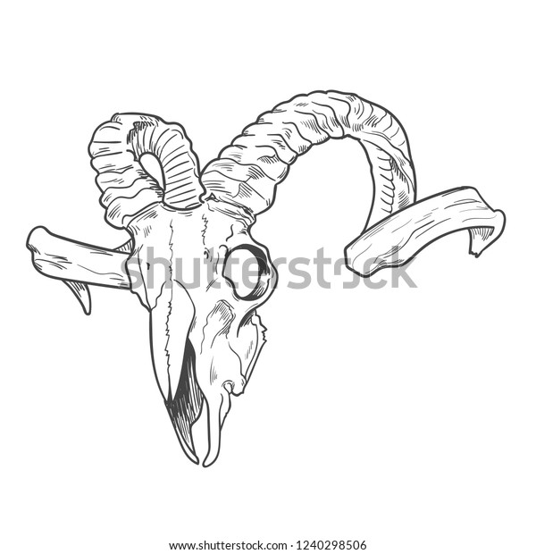 Animal Skeleton Tattoo Art Design Book Stock Vector (Royalty Free ...