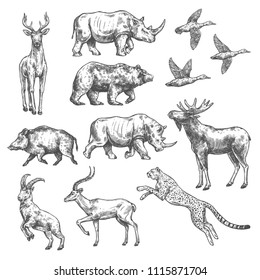 Animal sketch set of wild bird, african safari and forest mammal. Bear, duck and deer, rhino, antelope and jaguar, goat, boar and elk isolated icon for hunting sport open season or hunter club design