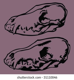animal skull