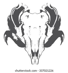 animal skull