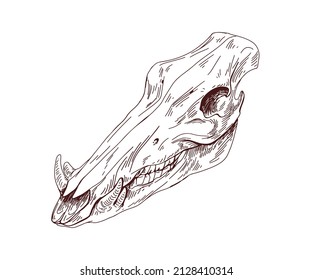 Animal skull. Head bone with teeth. Detailed outlined anatomy drawing of skeleton. Vintage engraved sketch of creepy dead boar. Contoured hand-drawn vector illustration isolated on white background