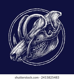 Animal skull. Head bone with teeth. wild boar skull. vector illustration