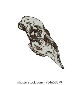 Animal skull vector illustration. Typography design elements for prints, cards, posters, products packaging, branding.