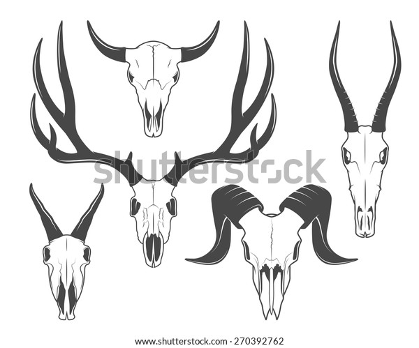 Animal skulls\
set