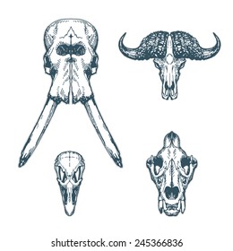 Animal skulls set isolated on white background. Elephant, buffalo, ostrich, lion. Vector illustration, EPS 10. Contains transparent objects