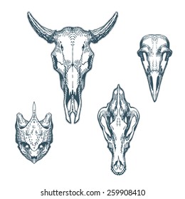 Animal skulls set isolated on white background. Cow, barn owl, turtle, Shepherd. Vector illustration, EPS 10. Contains transparent objects