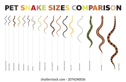 Animal Snake Pet Species Sizes Comparisons Vector Set