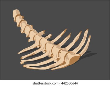 Animal spine bones  vector illustration 