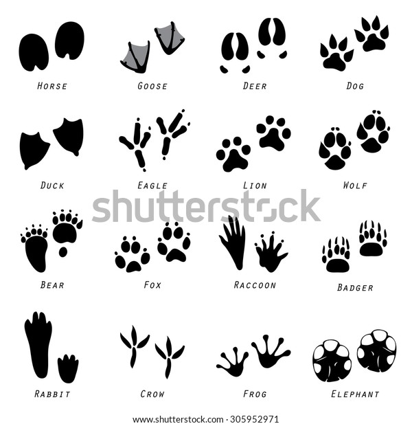 Animal Spoor Footprints Icon
Vector