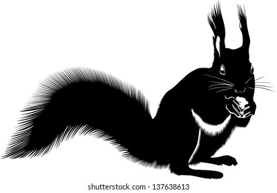 animal squirrel  it is isolated on a white background