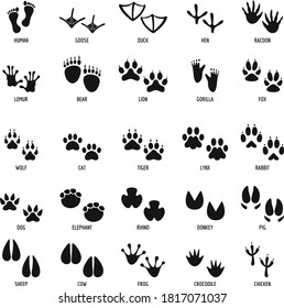 Animal Step Illustration Vector Design Stock Vector (royalty Free 