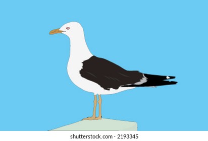 animal, stork