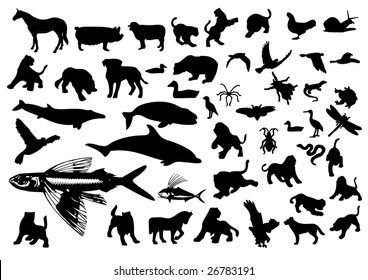 Animal Symbols