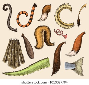 Animal tail vector animalistic tailed breast with furry feathers of limb illustration of tailend brush set isolated on background