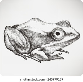 Animal toad, hand-drawing. Vector illustration..jpg