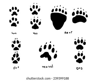 animal tracks