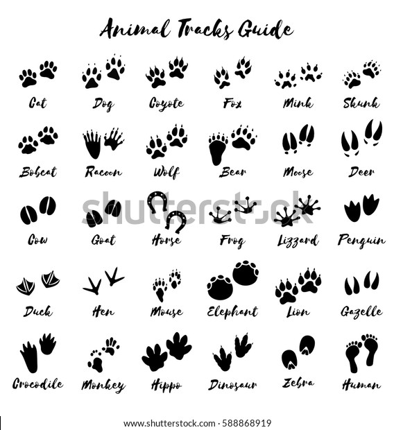 Download Animal Tracks Foot Print Guide Vector Stock Vector ...