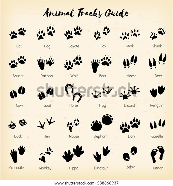 Animal tracks - foot\
print guide vector