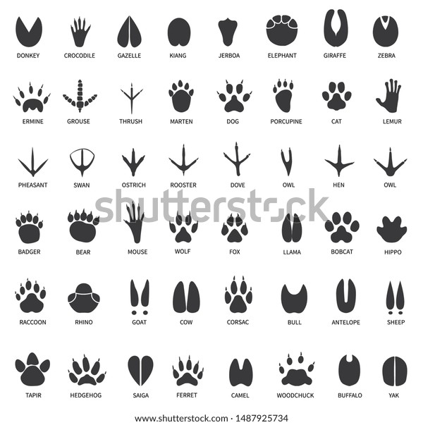 動物の足跡 白鳥の足跡 ラマ ロバ 猫 フクロウ 犬 ネズミ ハト ゼブラの手は 分離型ベクター画像セットを印刷します のベクター画像素材 ロイヤリティフリー
