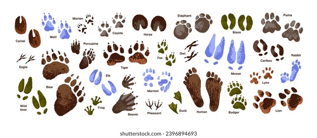 Animal tracks set. Paw print of tiger, wolf. Human footprint. Bird, eagle, duck traces. Trails of puma, lion, bear. Deer, elephant foot silhouette on ground. Flat isolated vector illustration on white