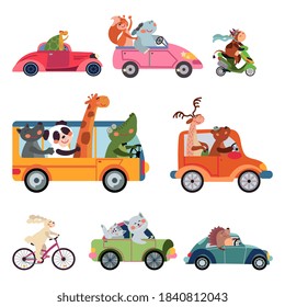 Animal transport. Fun cartoon car, cute drivers traveling. Funny bear giraffe fox driving bus, taxi truck. Childhood zoo racing vector set