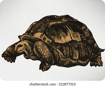 Animal turtle, hand-drawing. Vector illustration.